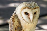 Barn owl by René Weijers thumbnail