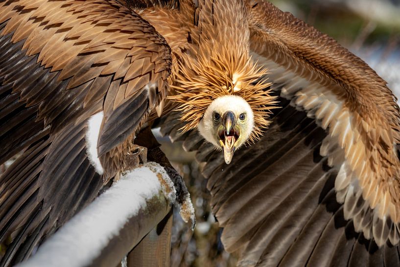Vulture by Jack Van de Vin
