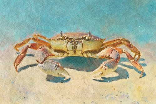 Krab op het Strand