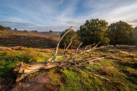Dead tree in national park veluwezoom by Stijn Smits