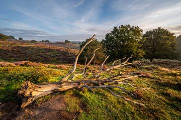 Dode boom in nationaal park veluwezoom van Stijn Smits