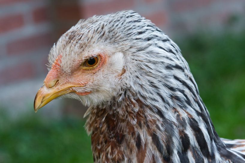Brahma junger Lachs sie Porträt von Jolanda de Jong-Jansen