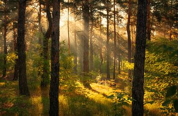 sunny forest by Mykhailo Sherman