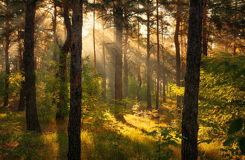 sunny forest