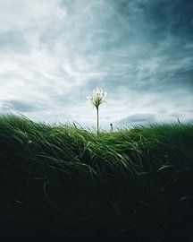 Aesthetic minimalism