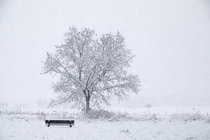 Ein einsamer Baum, begleitet von einer leeren Bank