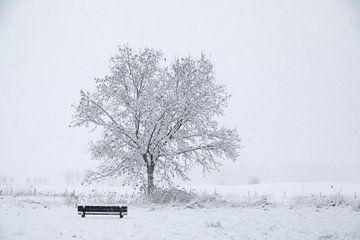 A lonely tree accompanied by an empty bench