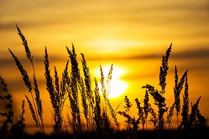 Pflanzensilhouetten im Sonnenuntergang