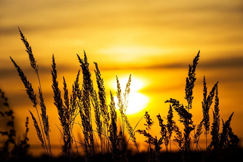Silhouettes de plantes au coucher du soleil par Frank Herrmann