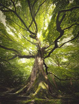 Groene lente Heksenboom Bladel van Rob Visser