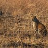 Léopard dans l'herbe sur Pieter Elshout