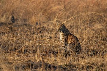 Leopard im Gras von Pieter Elshout