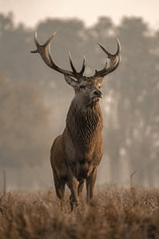 Majestic Stag – Edelhert in Gouden Ochtendmist