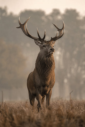 Majestic Stag – Cerf élaphe dans la brume dorée du matin sur Design Wall Arts