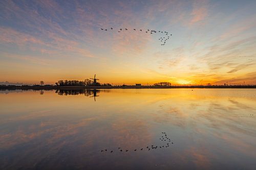 Overvliegende ganzen boven het Oude Veer in Anna Paulowna waar de molen aan de kleurrijke horizon prijkt