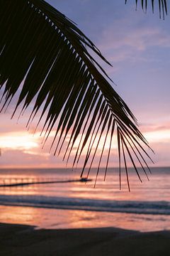 Sunset, on the beach in Thailand with palm trees