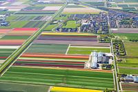 Boerderij bij bloembollenteelt