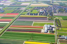 Ferme de bulbes à fleurs
