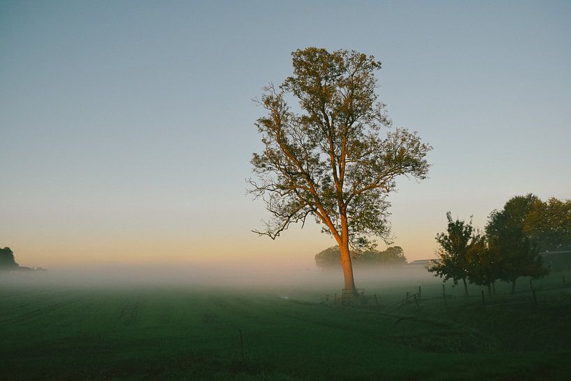Foggy meadows Overijssel by Jisca Lucia