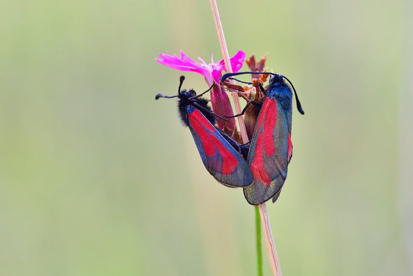 Thyme Widow by Karin Jähne