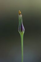 Knop