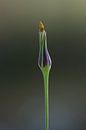 Knop by Paul Glastra Photography thumbnail