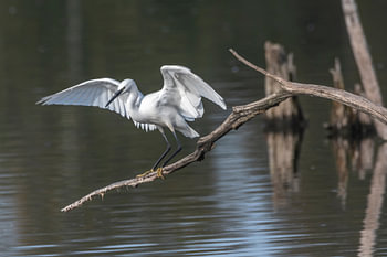 Kleine zilverreiger