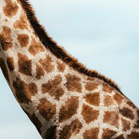Die Natur spricht in Mustern von Joris Machholz