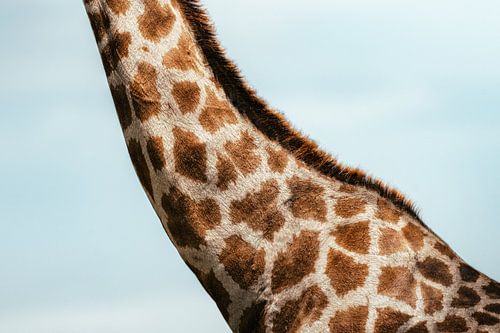 De natuur spreekt in patronen van Joris Machholz