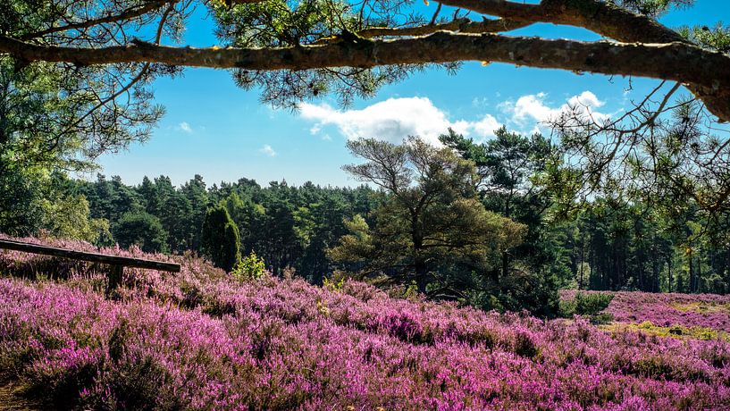 Lüneburger Heide van Kurt Krause