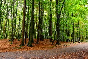 Forest van Ostsee Bilder