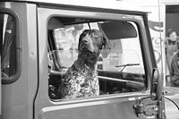 Hond kijkt door half open autoraam