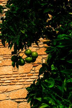 Orangenbaum von Saskia Strack