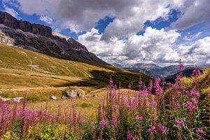 Des fleurs et les imposantes Dolomites en Italie sur Dafne Vos
