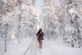 Sami reindeer herder in the forest | travel photography print | Lapland Sweden by Kimberley Jekel | reisfotografie prints