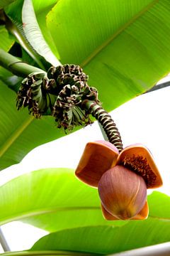 musa flower