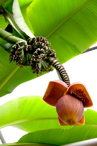 musa flower