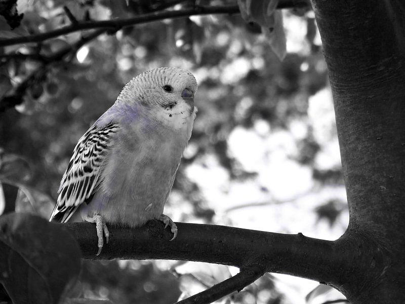 Parkiet by Dave van den Heuvel