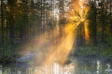 Sun rays in the forest by Daniela Beyer