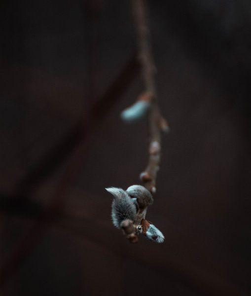 Spring by BY MEAGAN