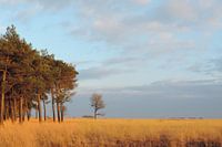 Stilleben, Rohrstroh in der Abendsonne