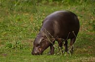 broute de la verdure fraîche et regarde. mignon petit hippopotame nain libérien (hippopotame pygmée) par Michael Semenov Aperçu