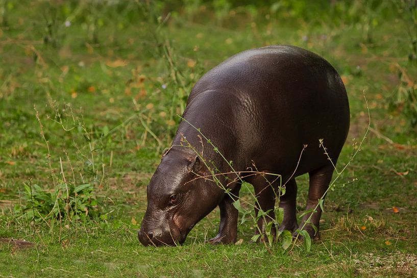 broute de la verdure fraîche et regarde. mignon petit hippopotame nain libérien (hippopotame pygmée) par Michael Semenov