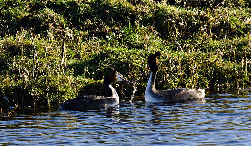 grebe proposal by joyce kool