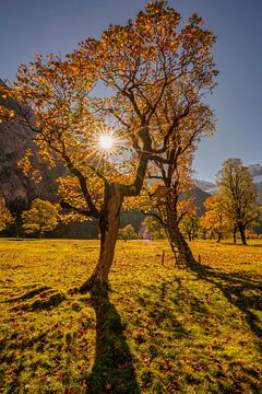 Goldener Herbst im Karwendel - hier am "Großen Ahornboden"