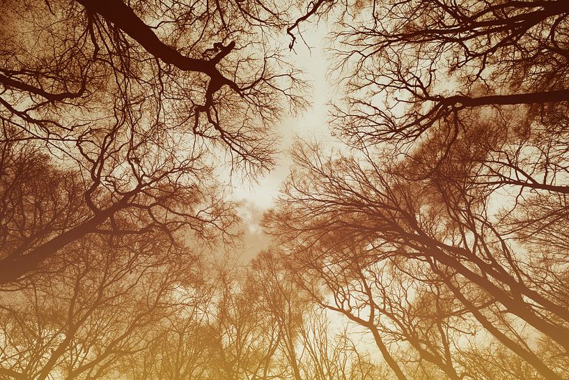 Forêt par Bo Valentino