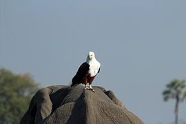 Fisheagle on elephant by Marieke Funke
