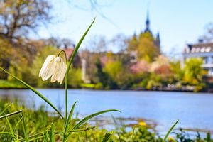 Zwolse Tulp Schachblume am Ufer des Stadtkanals von Sjoerd van der Wal Fotografie