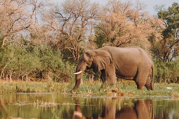 Olifanten voeden zich in de Okavango Delta gezien vanuit een kano van Geke Woudstra