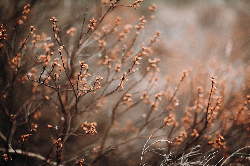 Prachtige herfst tinten in het bos van Holly Klein Oonk